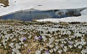 71 Laghetto in disgelo, pascoli in estese fioriture multicolori di Crocus vernus
